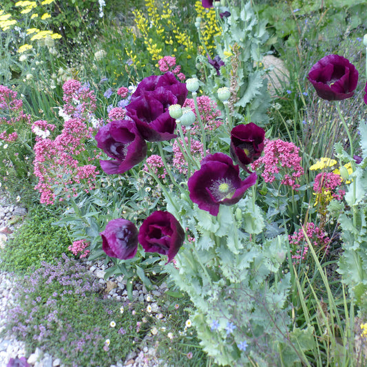 Slaapbol 'Lauren's Grape' - Bakker