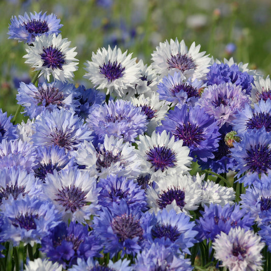 Korenbloem Classic Fantastic - Bakker