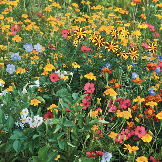 Bloemen tegen coloradokevers - Bakker