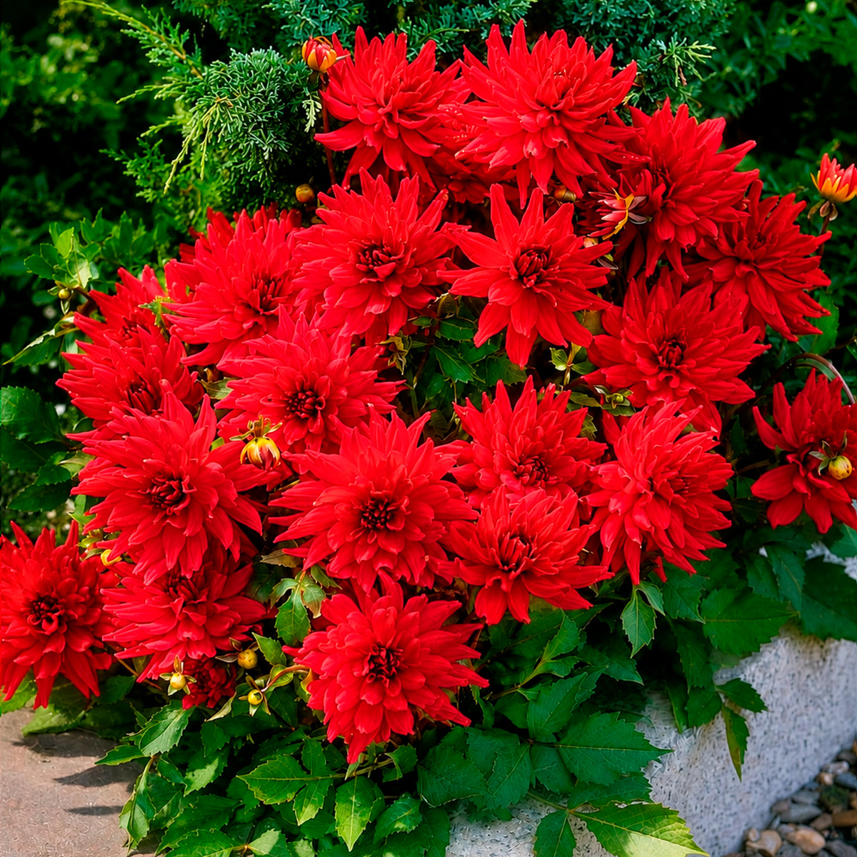 Dahlia 'Red Pigmy' (x3) - Bakker