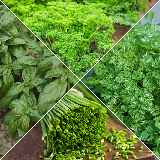 Kruiden Mix 'Peterselie, Basilicum, Kervel, Bieslook' - Bakker