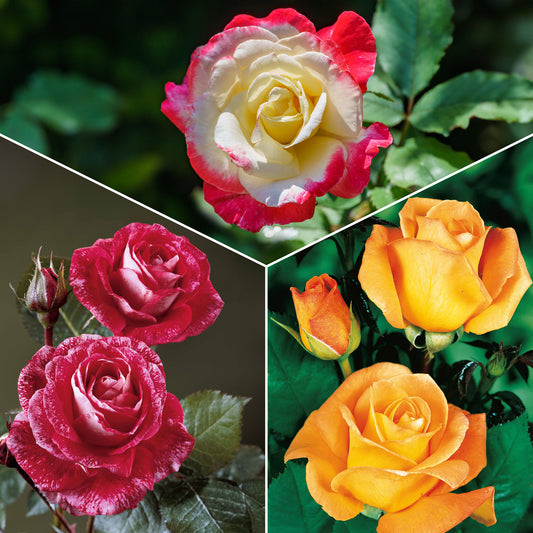 Collectie grootbloemige rozen ( Famosa + Whisky + Double Delight) (x3) - Bakker