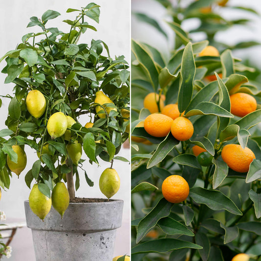 Collectie van kumquat- en citroenbomen (x2) - Bakker