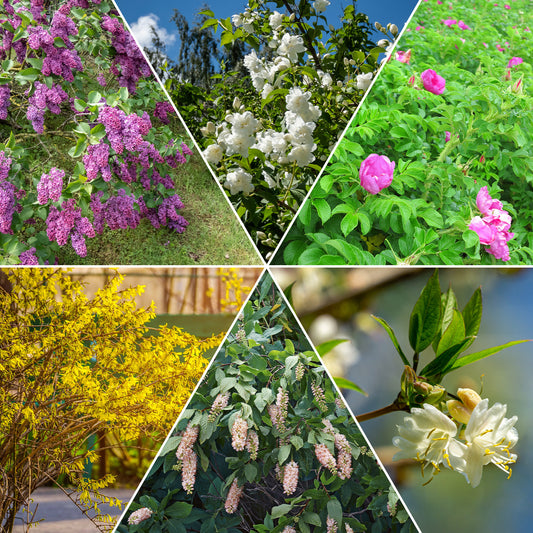 Bloeiende en geurende haag - 10 meter (x12) - Bakker