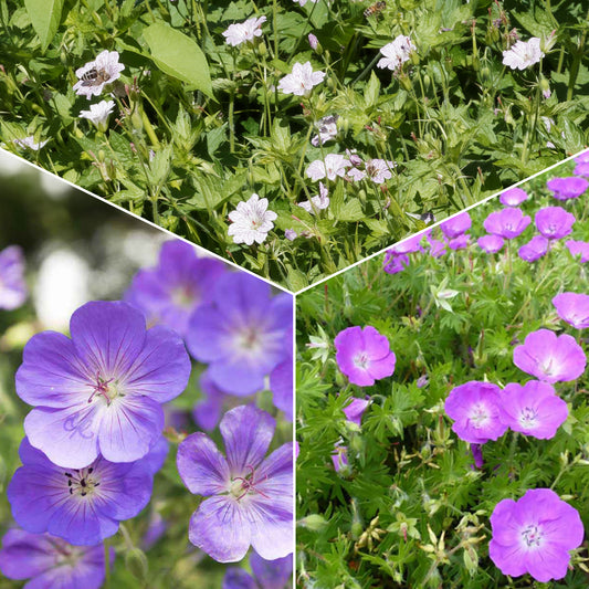 Winterharde geranium Mix 'Katharine Adèle' + hymalayense (x9) - Bakker