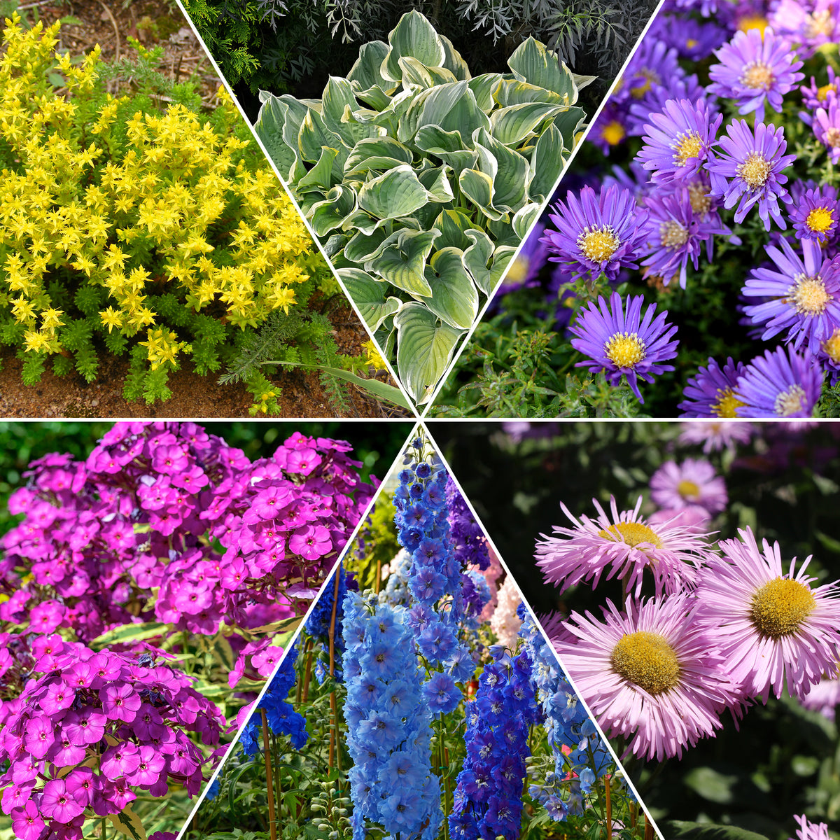 Borderpakket '12 vaste planten' ca. 2m² - Sedum acre, Hosta, Aster, Erigeron speciosus Rosa Jewel, Delphinium, Phlox paniculata, Thymus serpyllum, Sedum spurium, Incarvillea Delavayi, Achillea , Gypsophila paniculata, Lupinus - Bakker