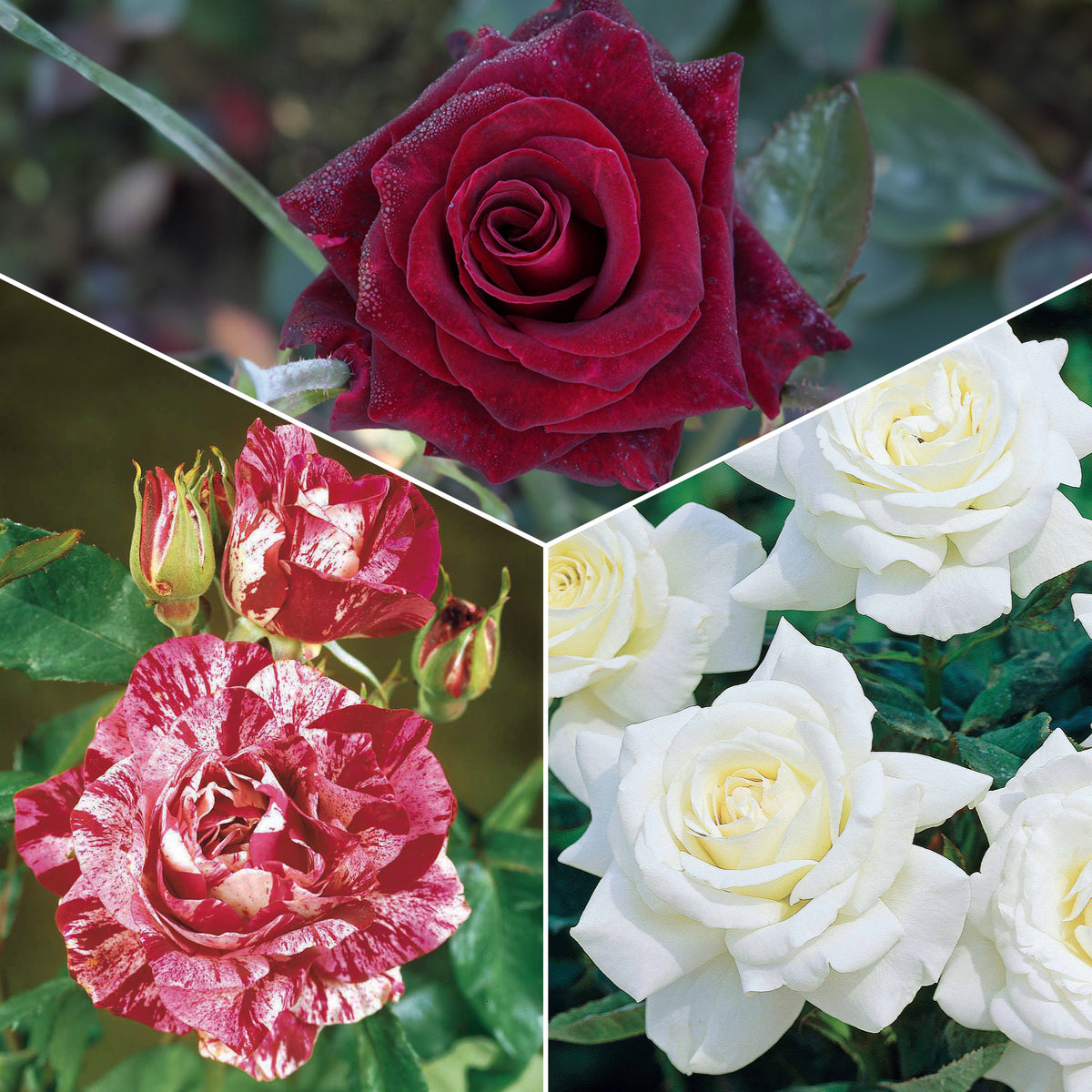 Collectie grootbloemige rozen (Black Baccara, Candy stripe, Helga) (x3) - Bakker