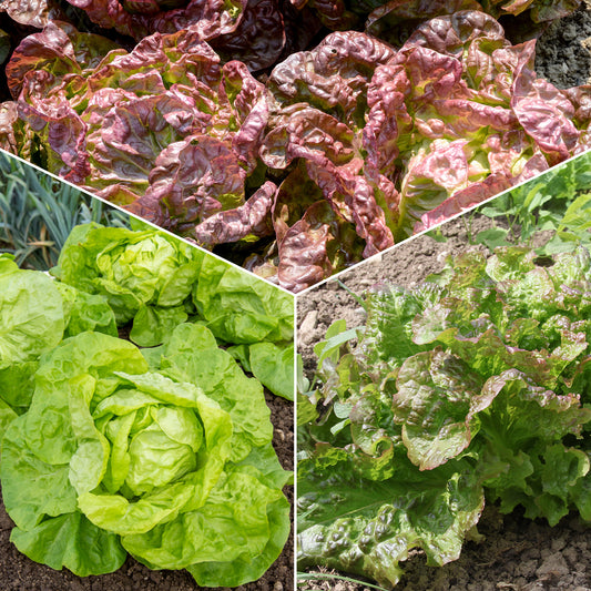 Sla Mix '6 maanden' (Grosse Blonde'+ 'Tremont' + 'Merveille des 4' - Bakker