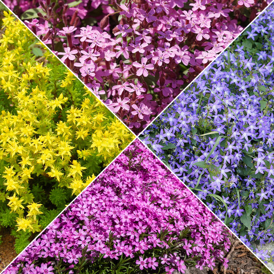 Bodembedekkers borderpakket - ca 2 m² - Bakker