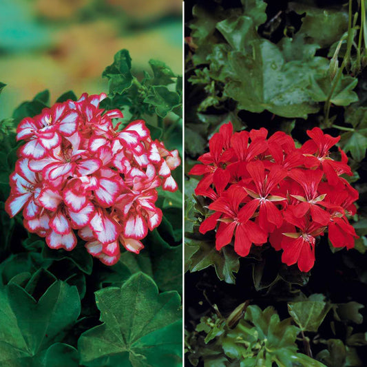 Collectie boomgeraniums: rood en tweekleurig (x6) - Bakker