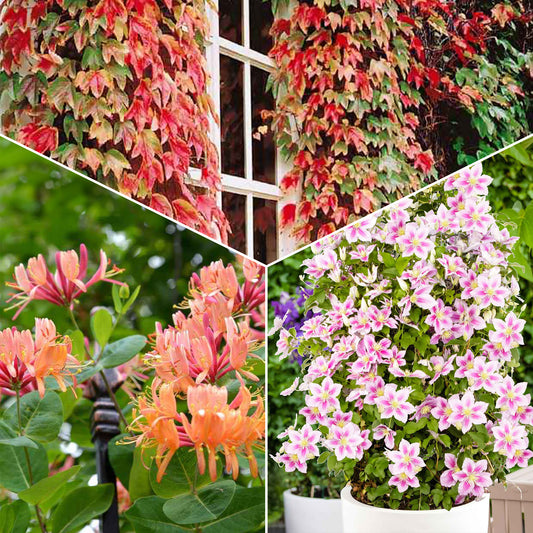 Collectie van  klimplanten: kamperfoelie, clematis, Wilsde Wingerd (x3) - Bakker
