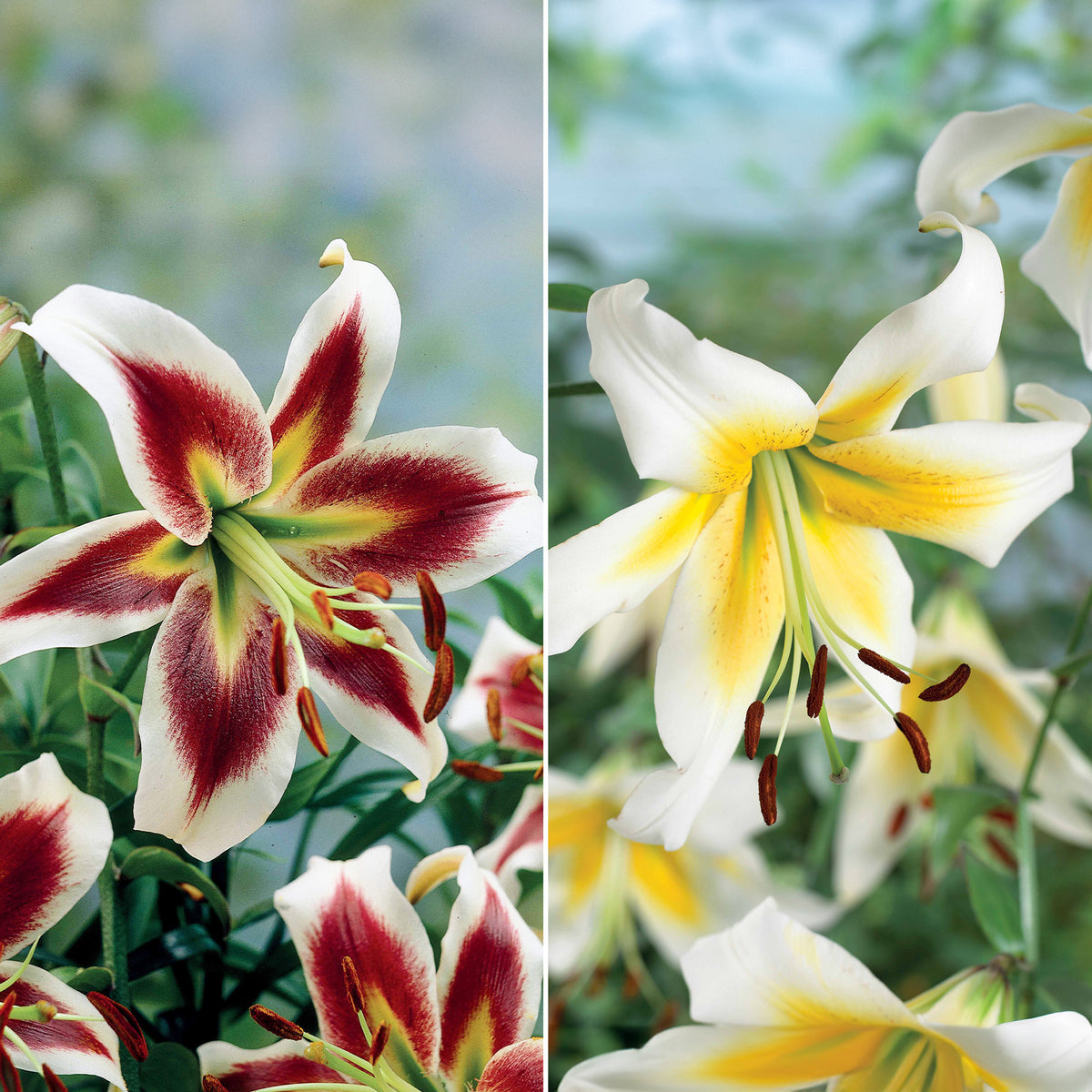 Lelies Collectie 'Beverly Dreams' & 'Mister Pistache' (x6) - Bakker