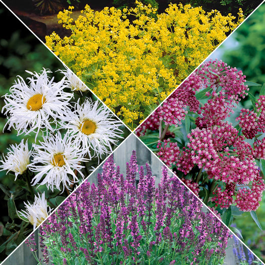Vaste planten voor een kleurrijke tuin Mix - Bakker