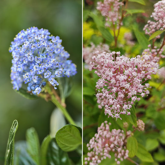 Collectie van Ceanothus (x2) - Bakker