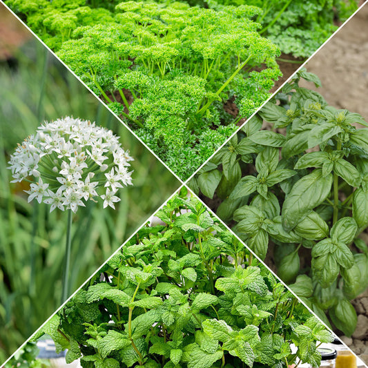 Aromatische Collectie #1 - Bakker