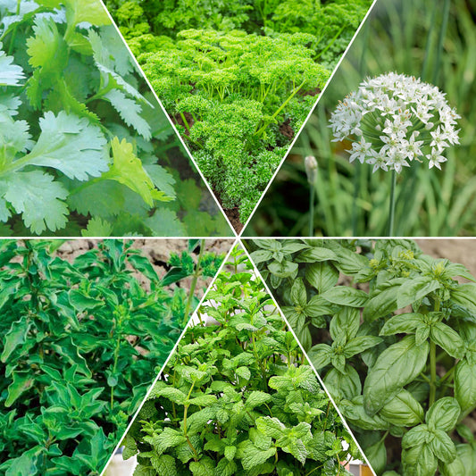 Aromatische collectie #2 - Bakker