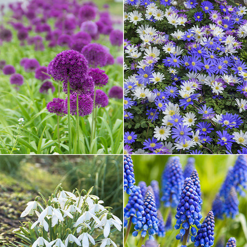 Bloembollen 6 Maanden Bloemen mix (x100) - Galanthus, Muscari, Narcissus, Tulipa, Chionodoxa, Anemone, Allium - Bakker
