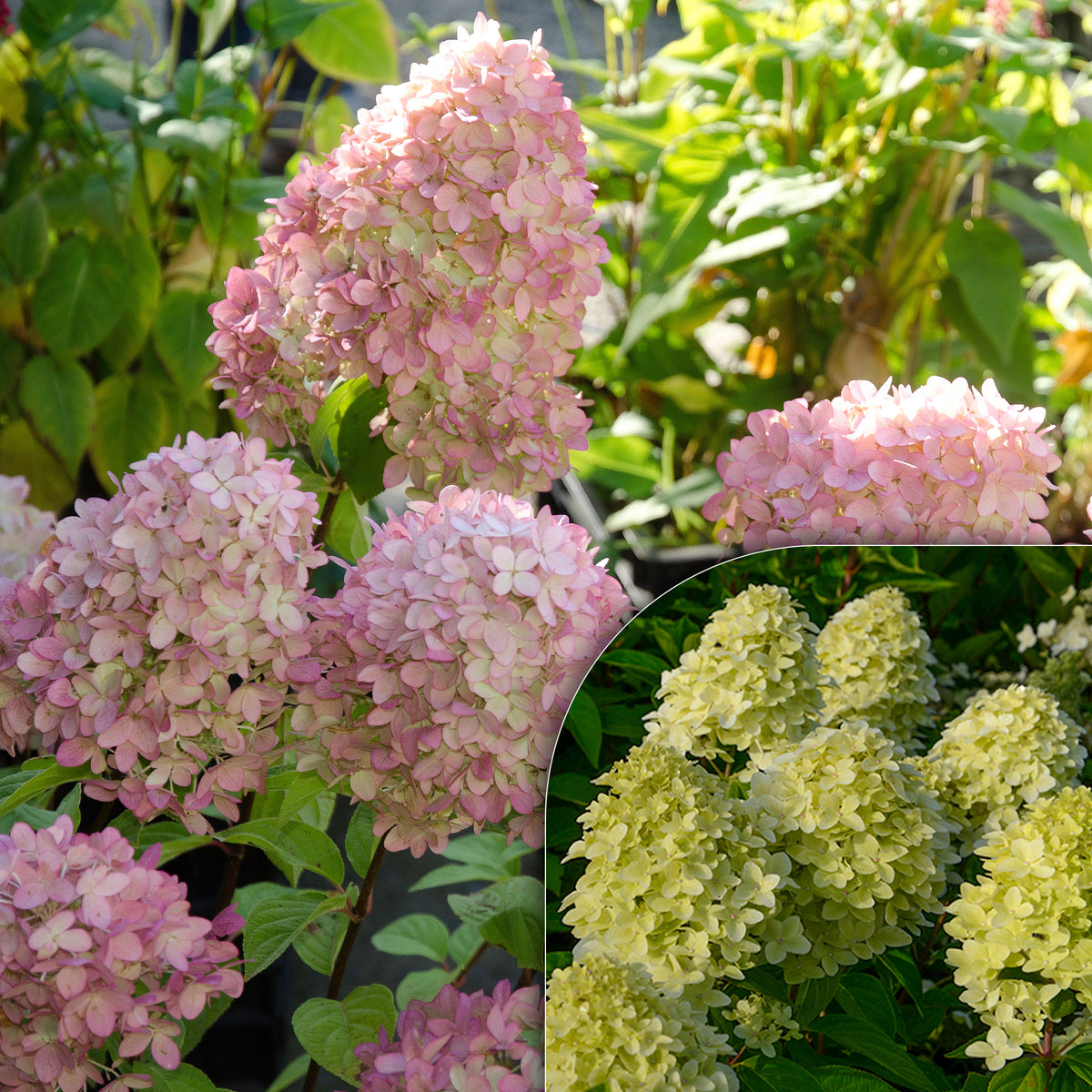 Pluimhortensia Magical® 'Candle' - Bakker