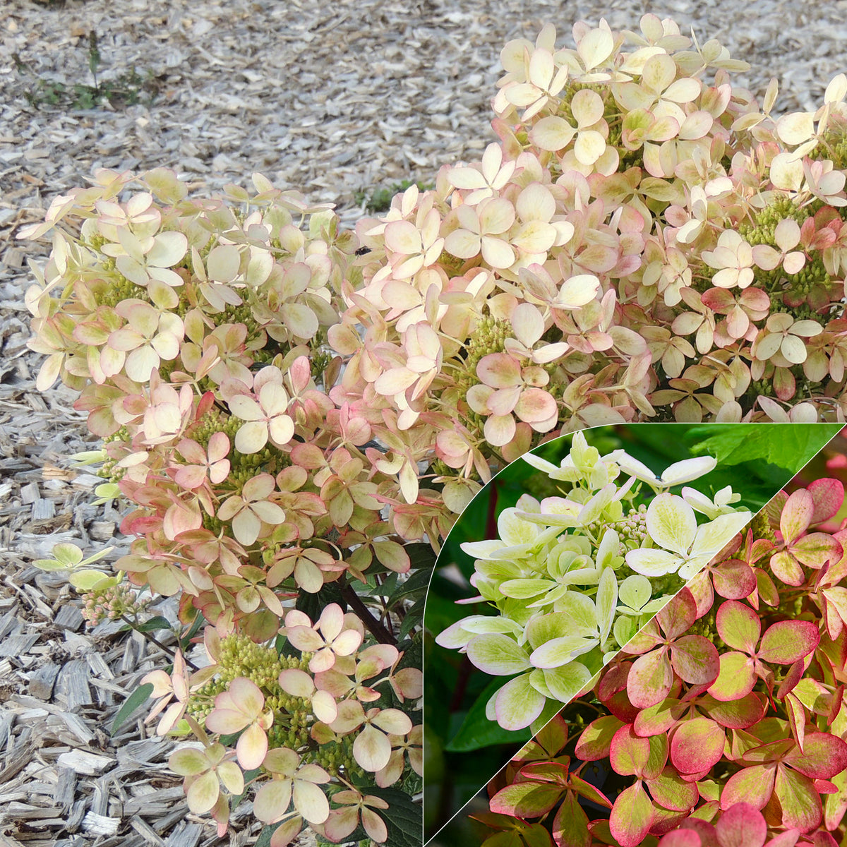 Pluimhortensia 'Pastelgreen'® Renxolor - Bakker