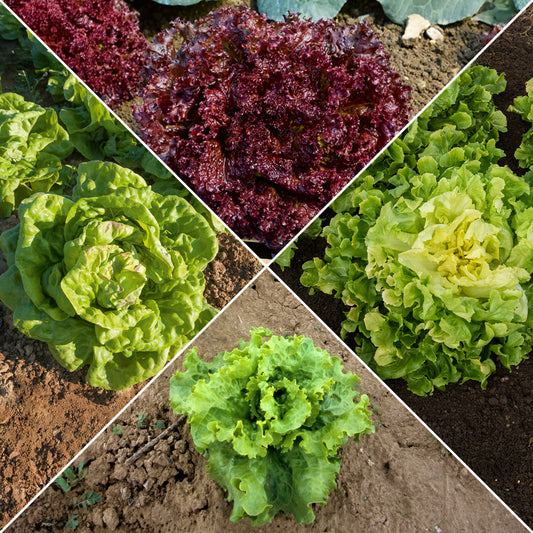 Sla Mix '7 maanden' ('Meikoningin' + 'Lollo Rosso' + 'Volhart 2' + 'Blond' - Bakker