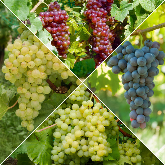 Druivenstruik Mix - Bakker