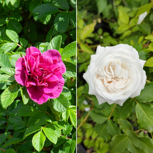 Collectie van 2 botanische rozen (x2) - Bakker