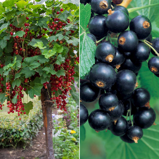 Collectie bessen- en zwarte bessenstruiken op stam (x2) - Bakker