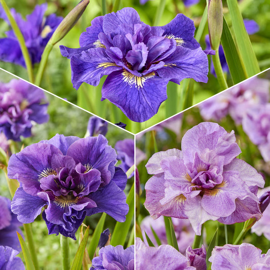 Siberische iris Mix - Bakker