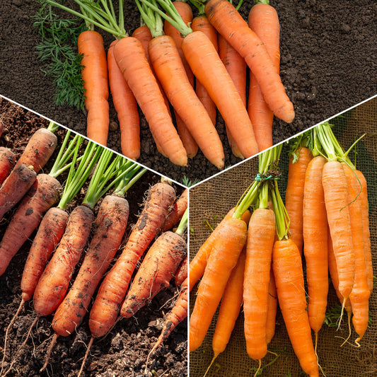 Wortel Mix 'Naintaise' + 'Carentan' + 'Comar' - Bakker