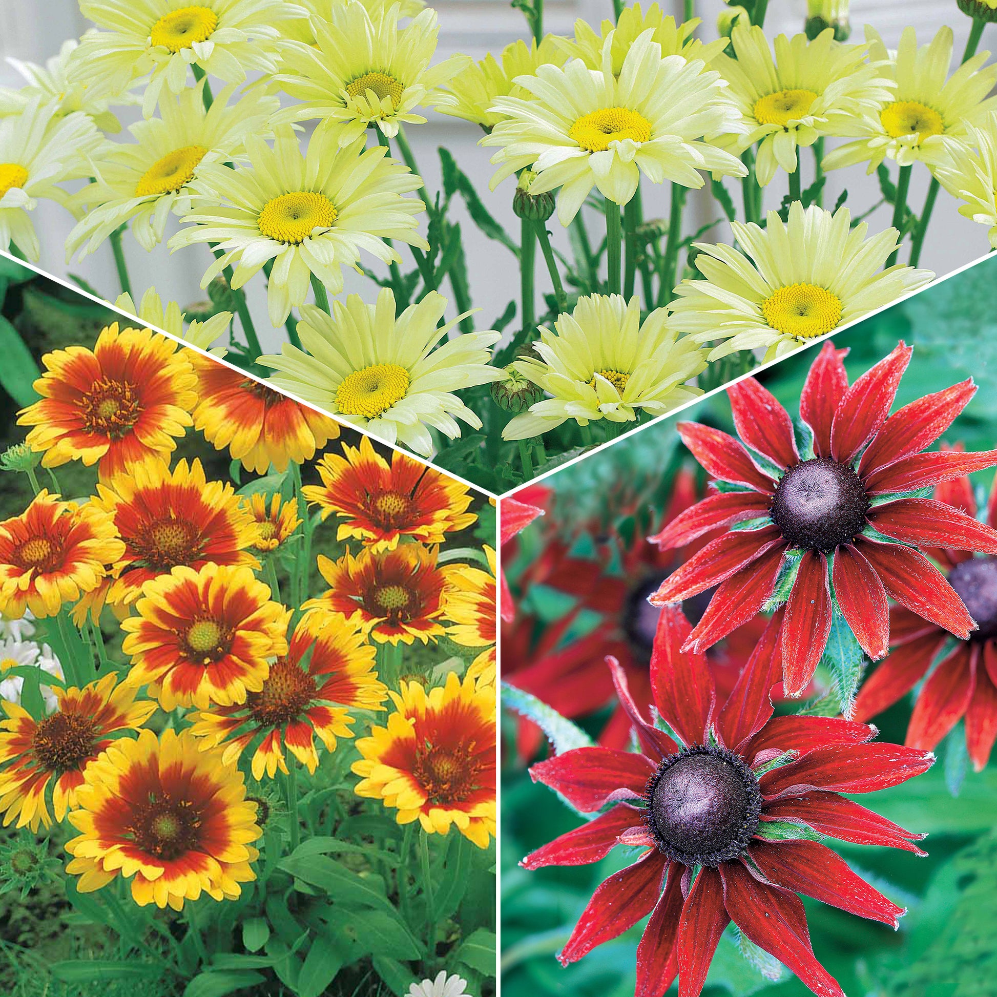 Zonnehoed, Kokardebloem, Margriet (x6) - Bakker