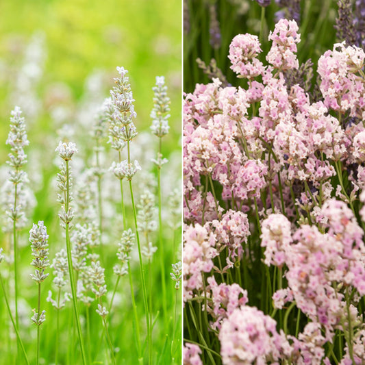 Wit en Roze Lavendel Collectie (x4) - Bakker
