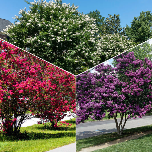 Collectie Indische seringen: rood, paars, wit (x3) - Bakker