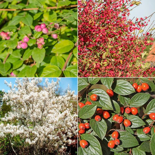 Vogelvriendelijke haag Mix - Bakker