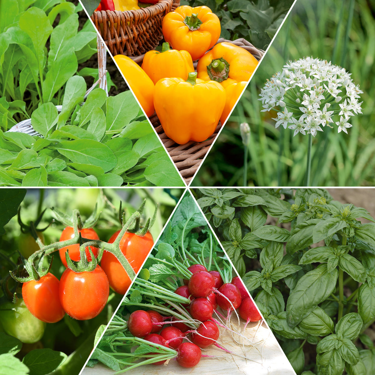 Moestuinmix #1 - Bakker