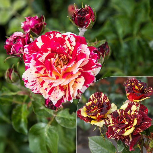 Trosroos Abracadabra - Bakker