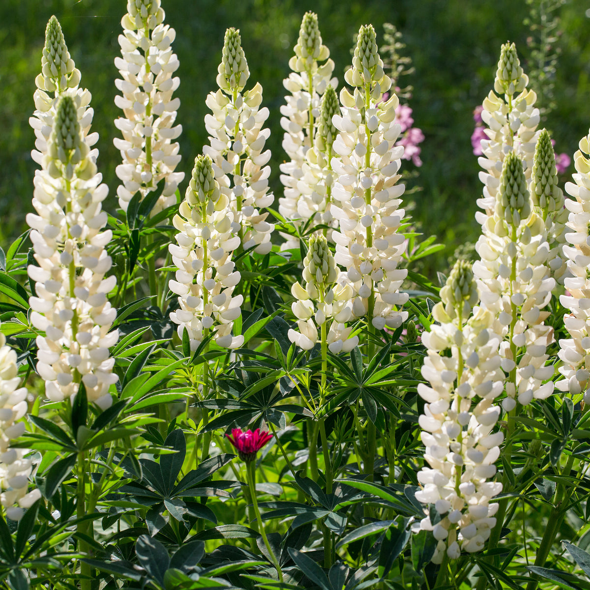 Campanula, Lupinus, Catananche - Vaste planten Mix Blauw & Wit - Bloeiende vaste planten