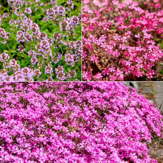 Zaaimat Roze bloemen - Bakker