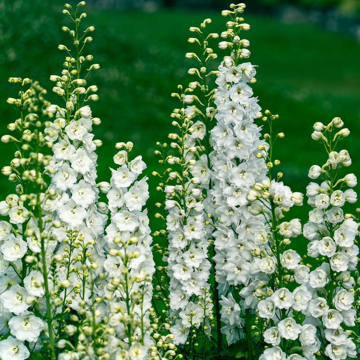 Vaste planten Mix Roze & Wit - Delphinium, Salvia, Echninacea - Bakker
