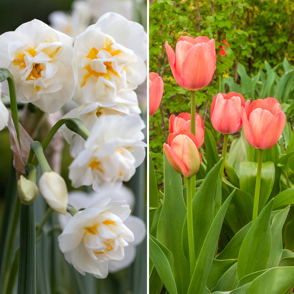Tulp Van Eijk & narcis Bridal Crown - Tulipa Van Eijk, Narcissus Bridal Crown - Bakker