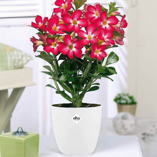 Woestijnroos en pot - Bakker