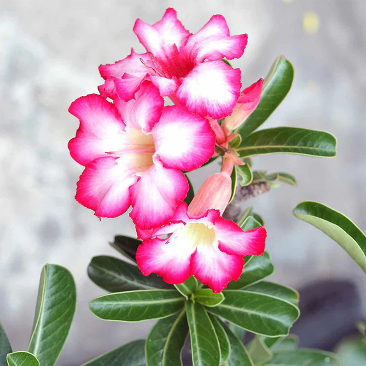 Adenium obesum - Woestijnroos en pot - Kamerplanten met potten
