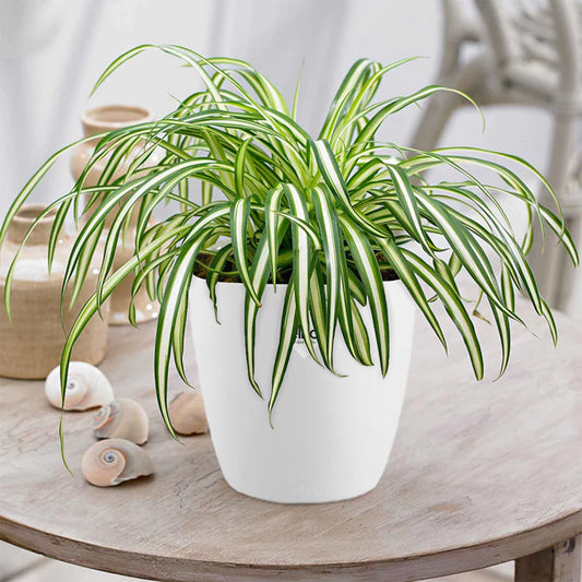 Graslelie 'Atlantic' incl. witte sierpot - Bakker