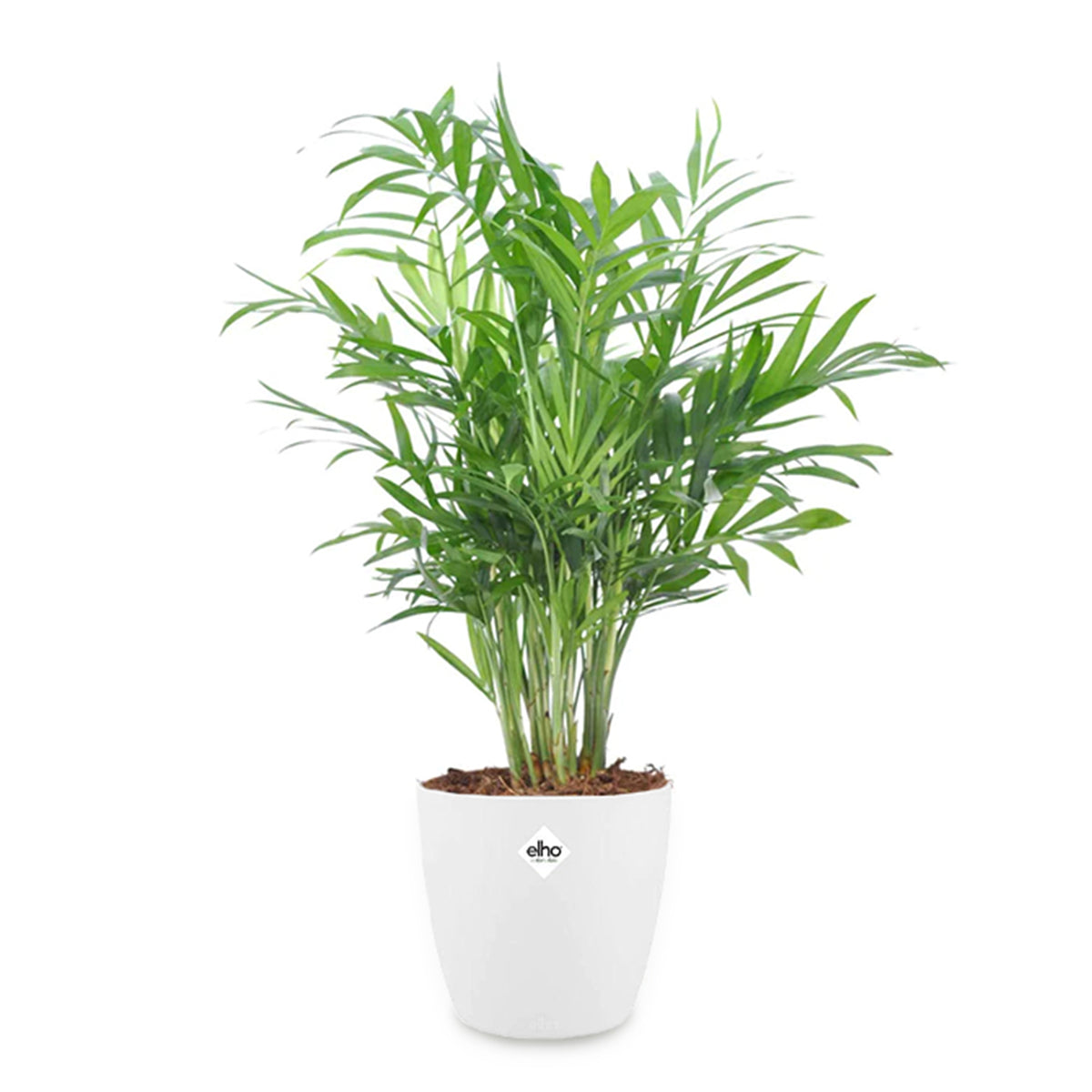 Bergpalm incl. witte sierpot - Chamaedorea elegans - Bakker