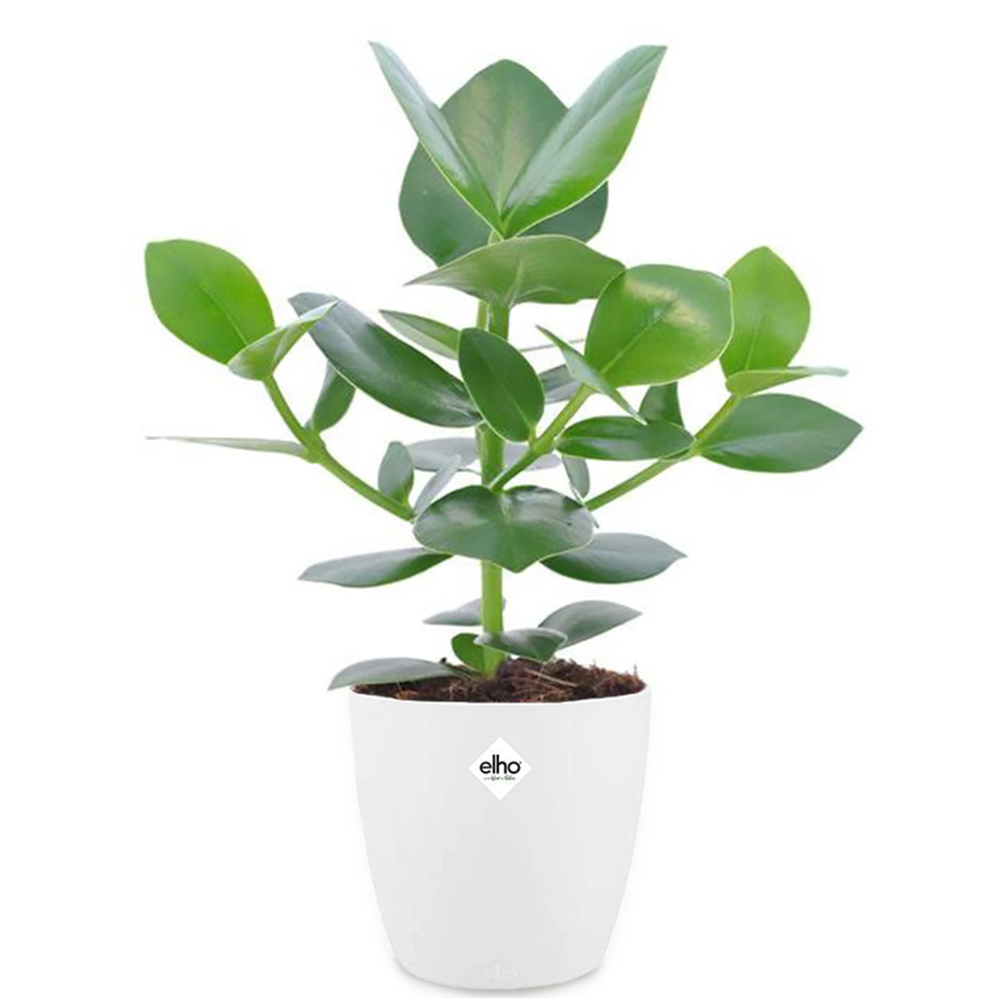 Kamerplanten met potten - Clusia 'Princess' incl. witte sierpot - Clusia princess