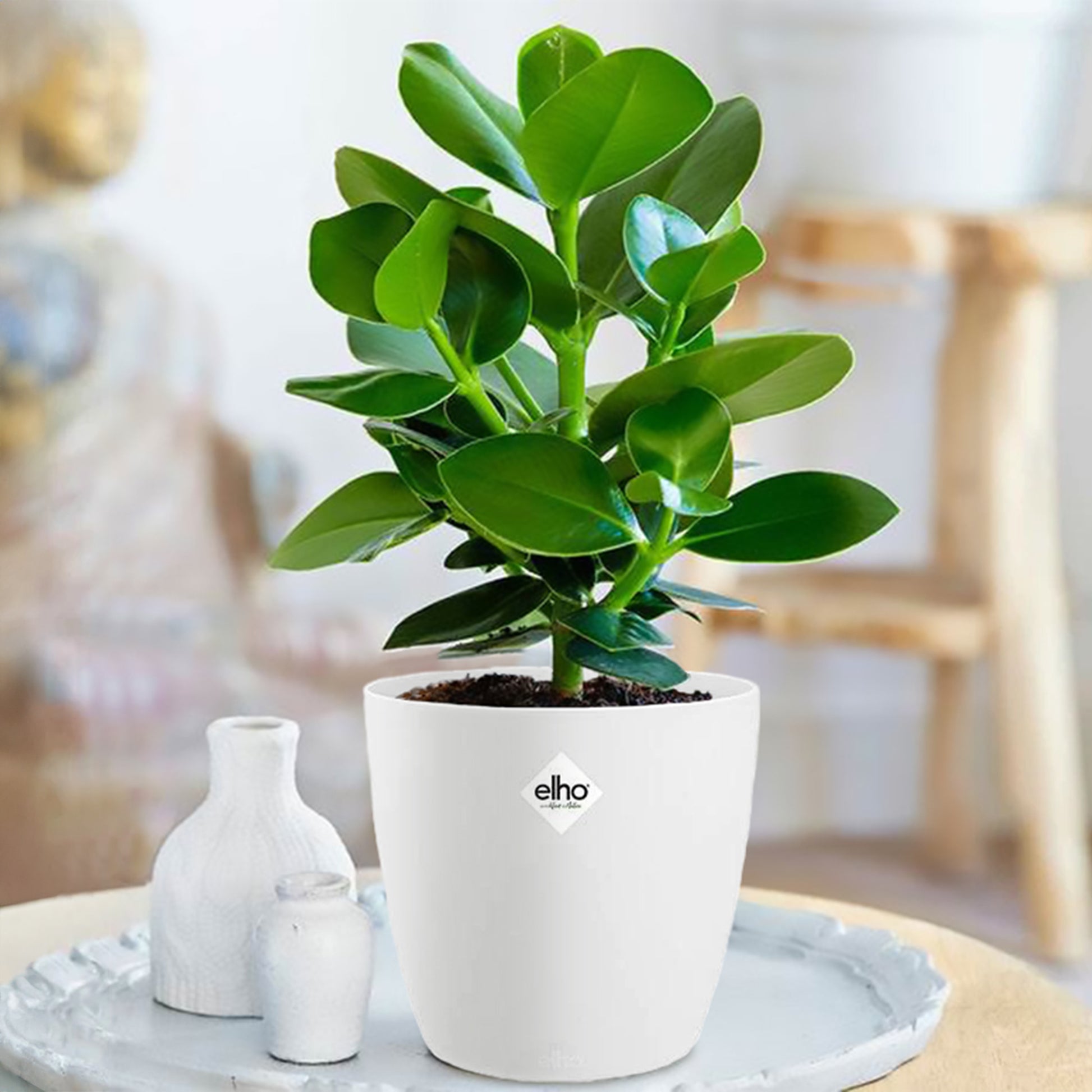 Clusia 'Princess' incl. witte sierpot - Clusia princess - Bakker