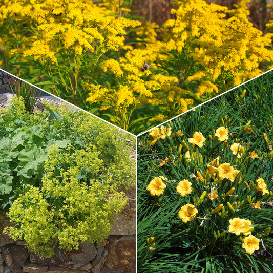Vaste planten met gele bloemen Mix - Bakker