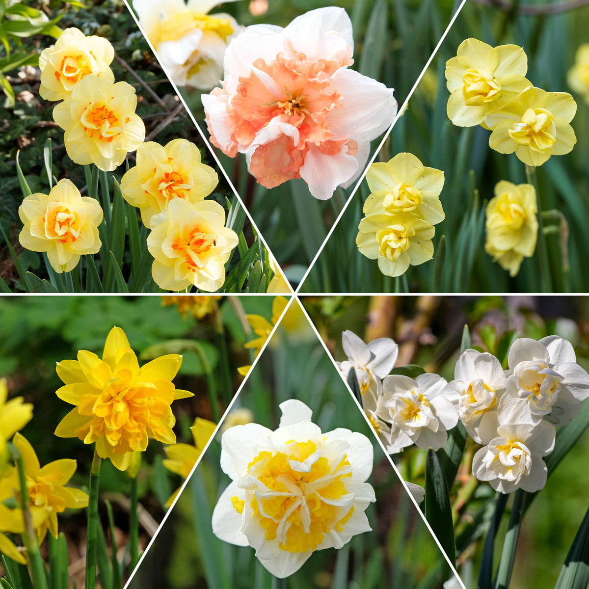 Narcis 'Double Flowers' - Bakker