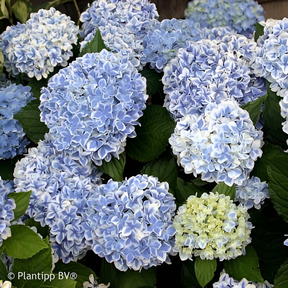 Boerenhortensia 'Peppermint' - Bakker