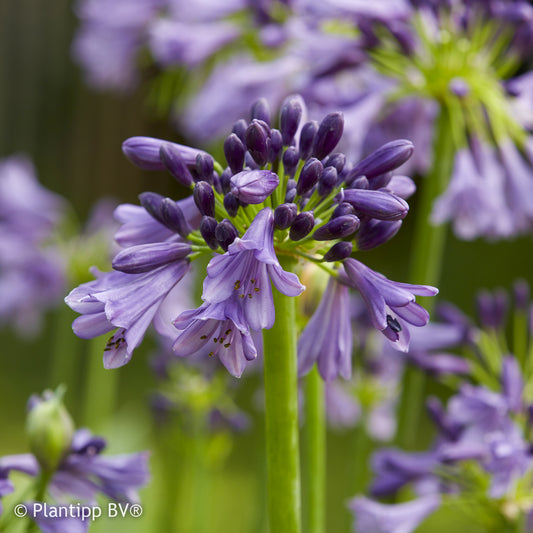 Afrikaanse lelie 'Star poppin Purple® - Bakker