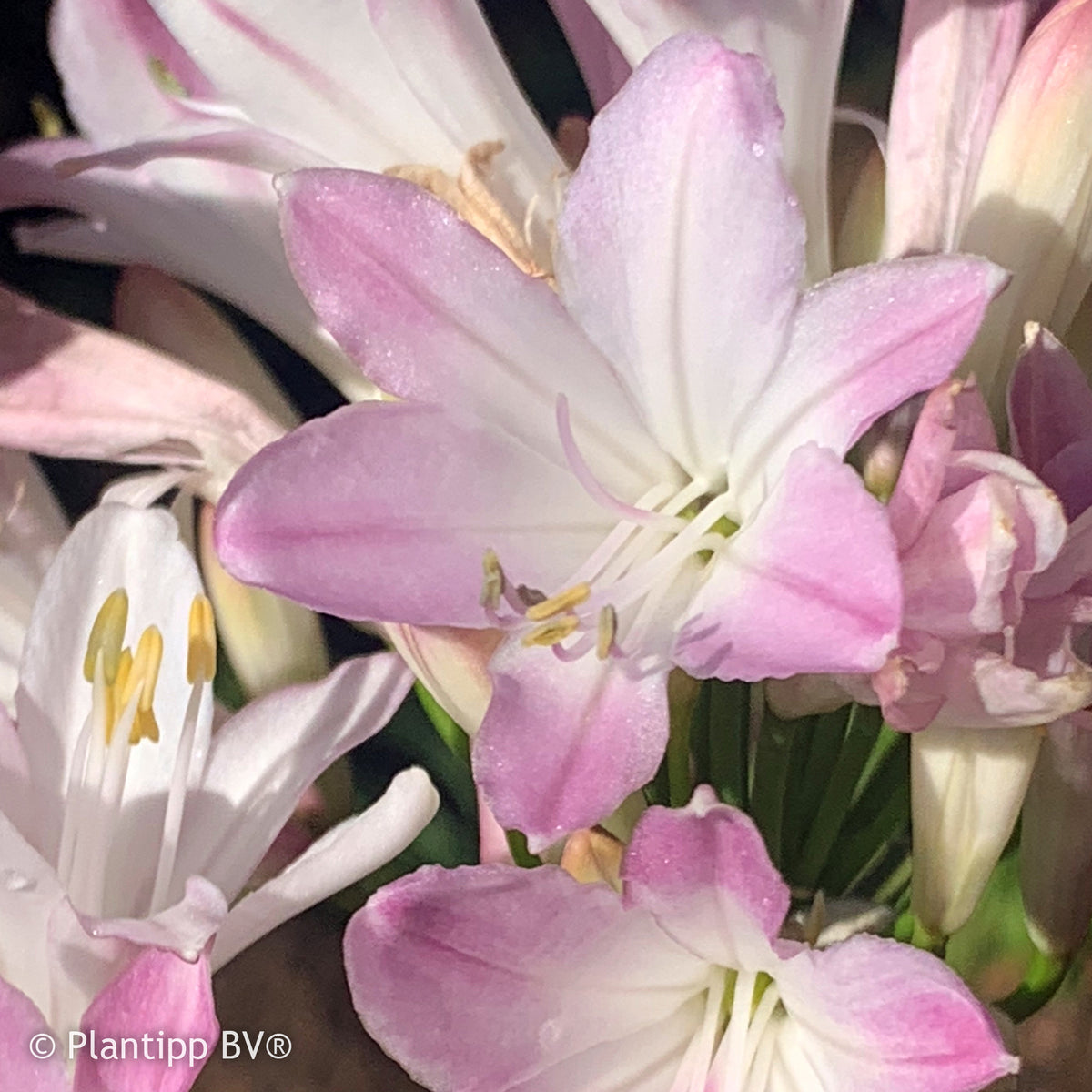 Afrikaanse lelie 'Blush Pink' - Agapanthus Blush Pink - Bakker